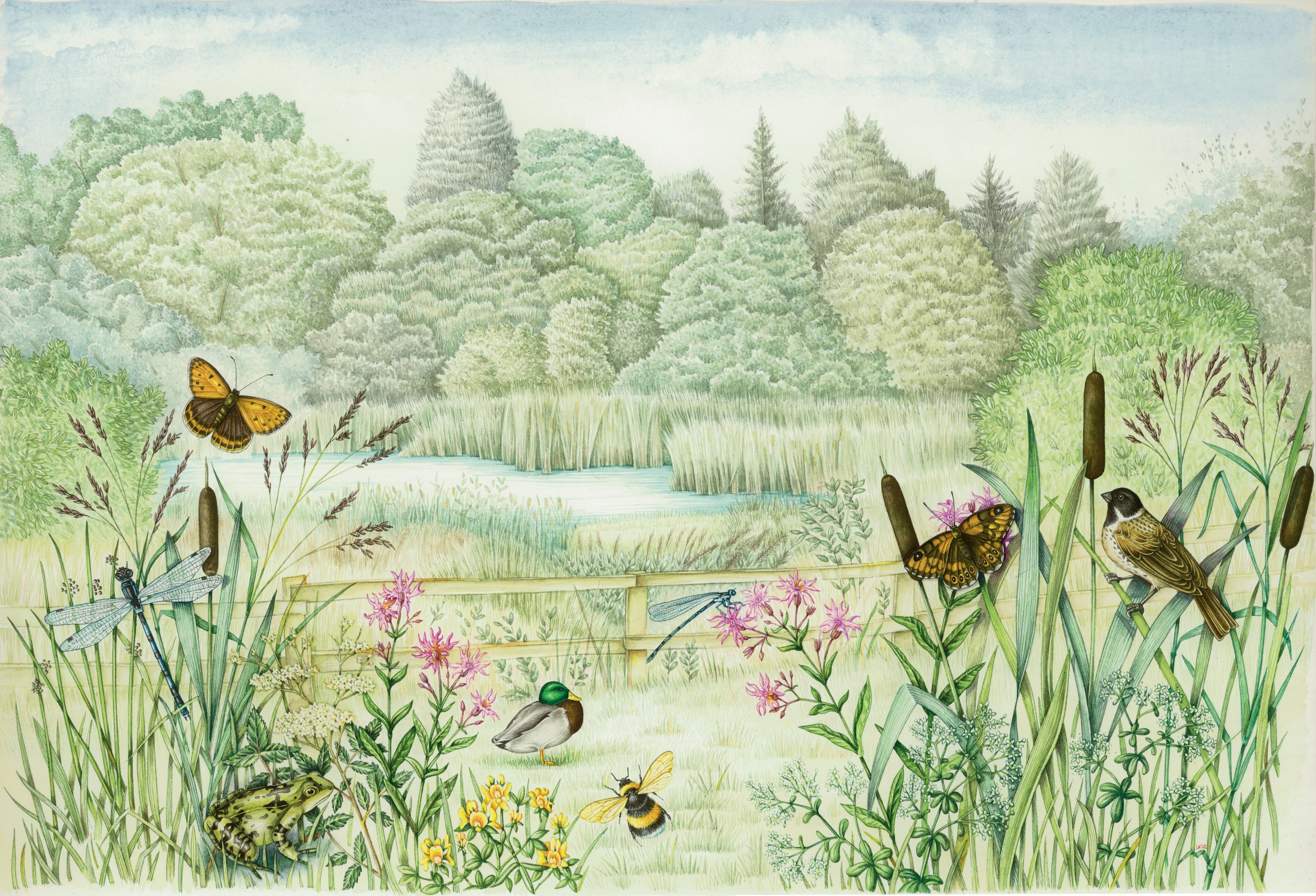Country pool scene with insects and birds and a frog natural history illustration by Lizzie Harper