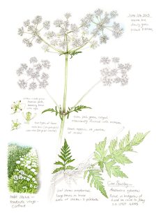 Cow parsley Anthriscus sylvestis sketchbook study