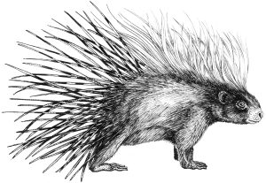 Crested porcupine Hystrix cristata natural history illustration by Lizzie Harper