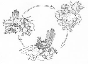 Crop rotation natural history illustration by Lizzie Harper
