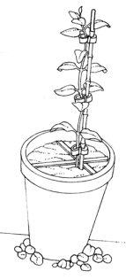 Cross support in flower pot