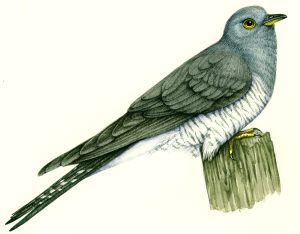 Cuckoo natural history illustration by Lizzie Harper
