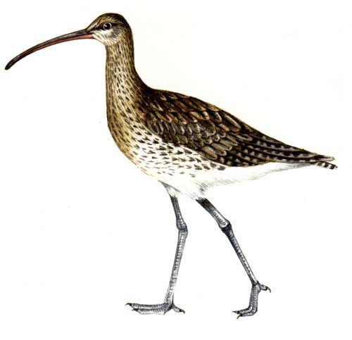 Curlew natural history illustration by Lizzie Harper