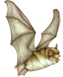 Daubenton's bat Myotis daubentonii natural history illustration by Lizzie Harper