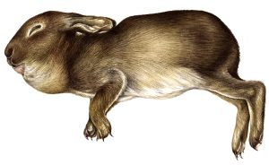 dead baby rabbit Oryctolagus cuniculus with tumour natural history illustration by Lizzie Harper