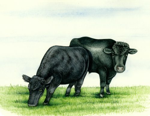 Dexter cattle pair Bos natural history illustration by Lizzie Harper