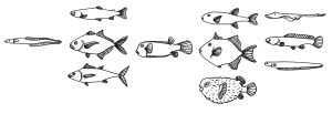 Diagram of fish shapes by illustrator Lizzie Harper