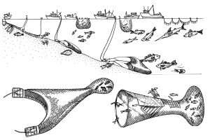 Diagram of fishing methods by illustrator Lizzie Harper