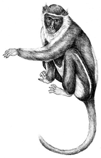 Diana monkey Cercopithecus diana natural history illustration by Lizzie Harper