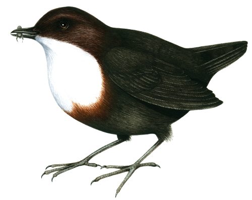 Dipper natural history illustration by Lizzie Harper