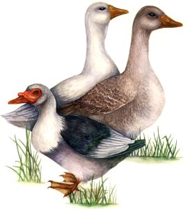 Domesticated ducks and geese natural history illustration by Lizzie Harper