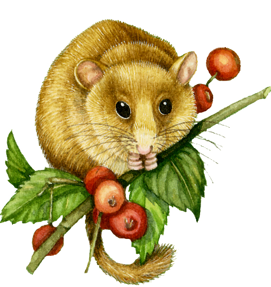 Hazel dormouse Muscardinus avellanarius natural history illustration by Lizzie Harper