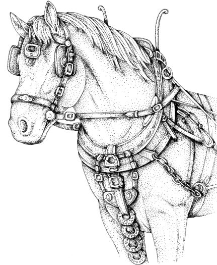 Draft horse natural history illustration by Lizzie Harper