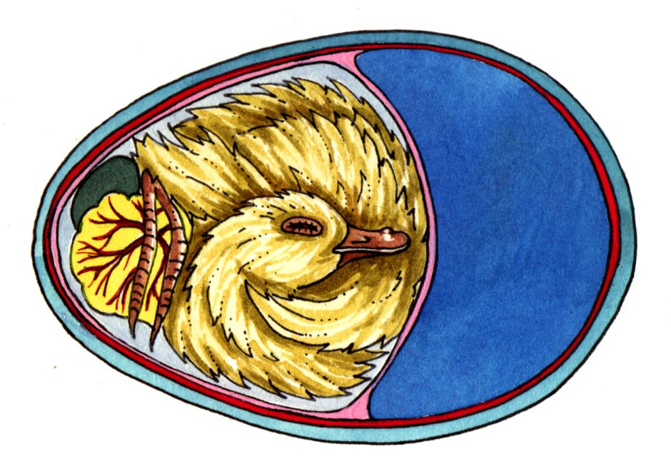 Diagram Of Duck Egg Development Day 27 Lizzie Harper