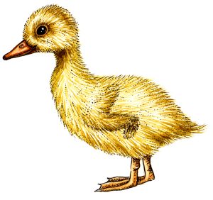 Diagram of the development of a duck egg hatched out duckling chick natural history illustration by Lizzie Harper