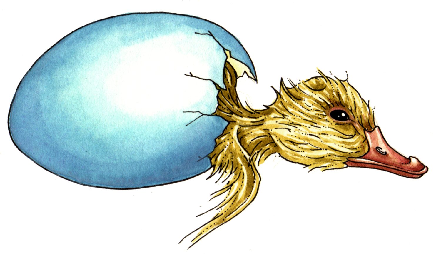 Diagram of Duck Egg development Duckling chick hatching out still half