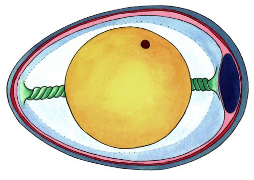 Stylized diagram of a duck  egg cross section natural history illustration by Lizzie Harper