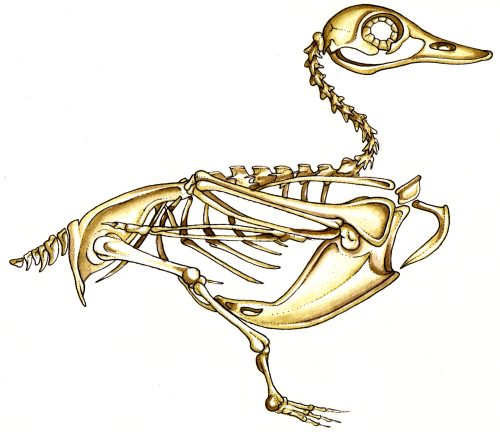 Stylized diagram of a duck skeleton natural history illustration by Lizzie Harper