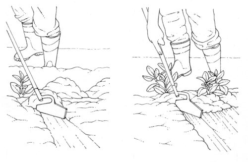 Earthing up natural history illustration by Lizzie Harper