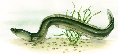 Eel natural history illustration by Lizzie Harper
