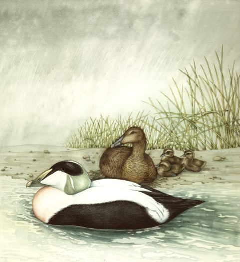 Eider duck family Somateria mollissima natural history illustration by Lizzie Harper