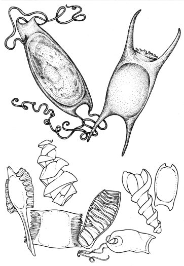 Elasmobranch egg cases natural history diagram by Lizzie Harper