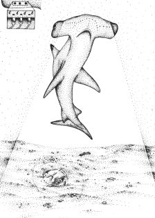 Electroreception in the Hammerhead Sphyrnidae shark diagram