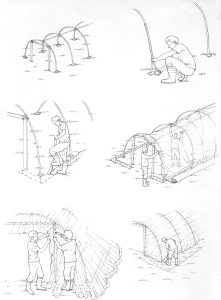 Putting up a poly tunnel step by step natural history illustration by Lizzie Harper