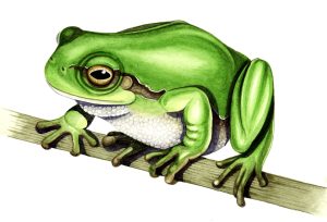 European tree frog natural history illustration by Lizzie Harper