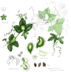 Exploding cucumber Cylantha explodens Sketchbook study