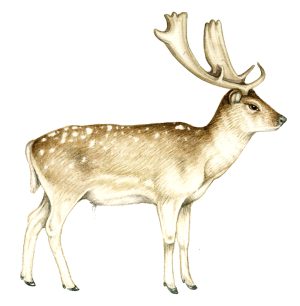 Fallow deer Dama dama 2