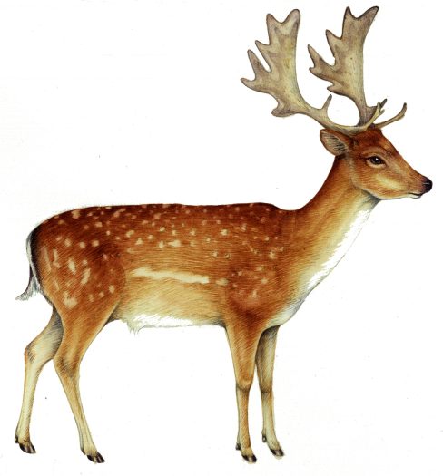 Fallow deer Dama dama natural history illustration by Lizzie Harper