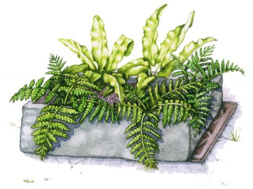 fern trough natural history illustration by Lizzie Harper