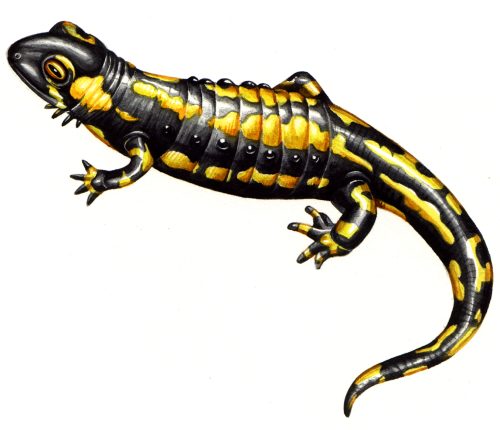 Fire salamander natural history illustration by Lizzie Harper