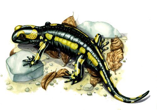 Fire salamander natural history illustration by Lizzie Harper