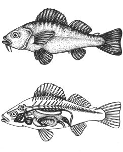 Fish anatomy natural history diagram by Lizzie Harper