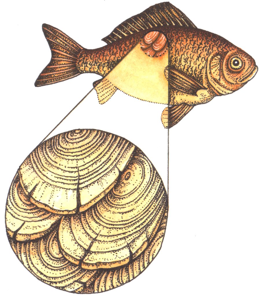 fish-scale-annuli-used-to-age-a-fish-lizzie-harper
