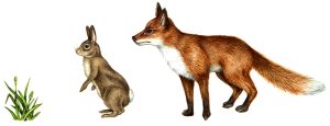 Food chain grass rabbit fox natural history illustration by Lizzie Harper