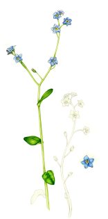 Forget me not Myosotis sketchbook style