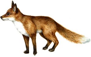 Fox Vulpes vulpes natural history illustration by Lizzie Harper