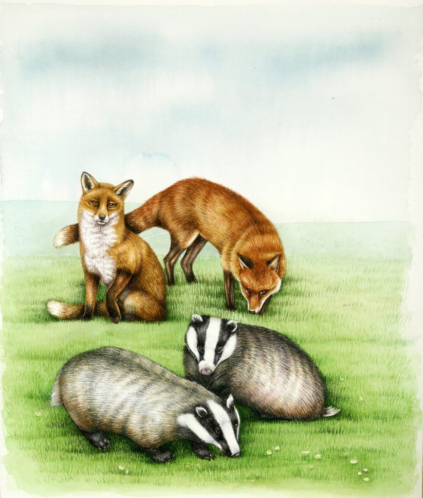 Fox Vulpes vulpes with Badgers Meles meles natural history illustration by Lizzie Harper