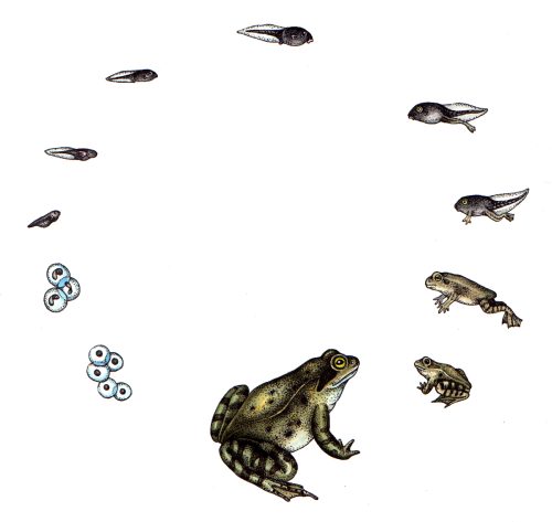 Frog life cycle natural history illustration by Lizzie Harper