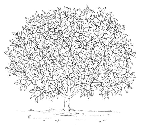 Fruit tree Drawing Salak, tree, natural Foods, food, branch png | PNGWing