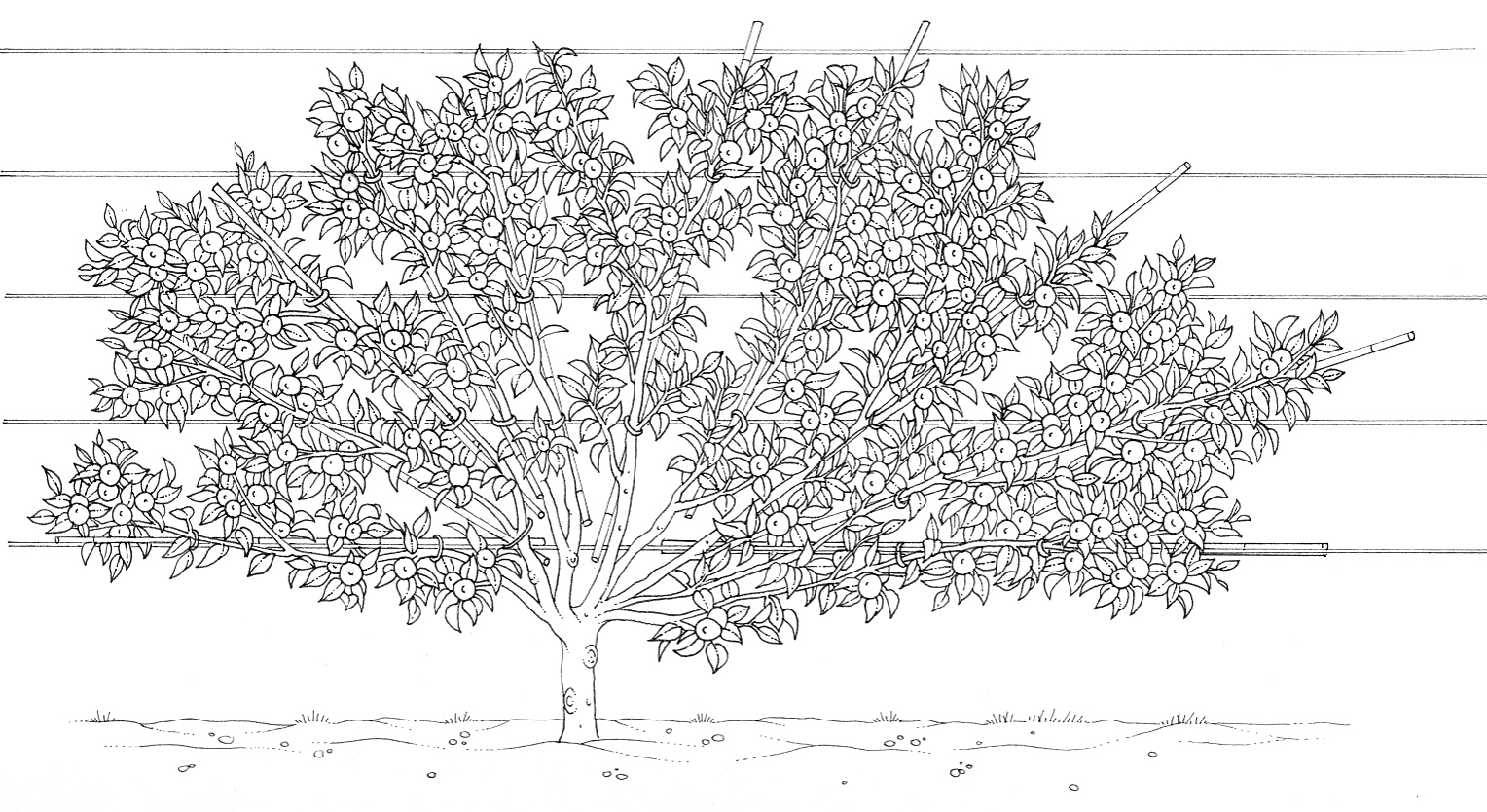 Stylized Cartoon Bonsai Fruit Tree Drawing Stock Vector (Royalty Free)  1116929492 | Shutterstock