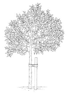 Fruit tree growth type or pattern standard