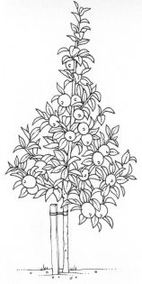 Fruit tree growth type or pattern dwarf pyramid