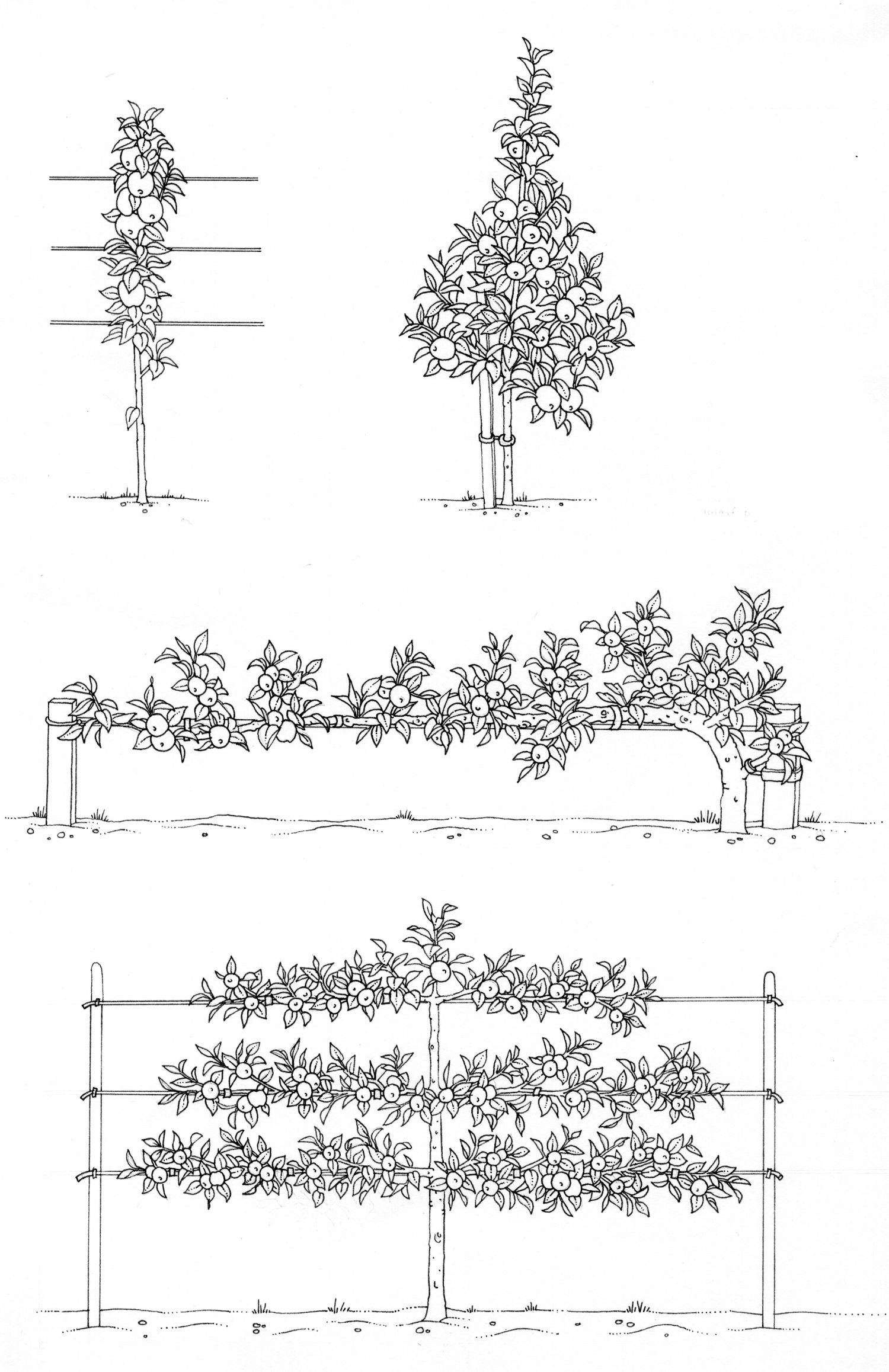 Fruit Tree Growth Types Or Patterns Comparison Lizzie Harper