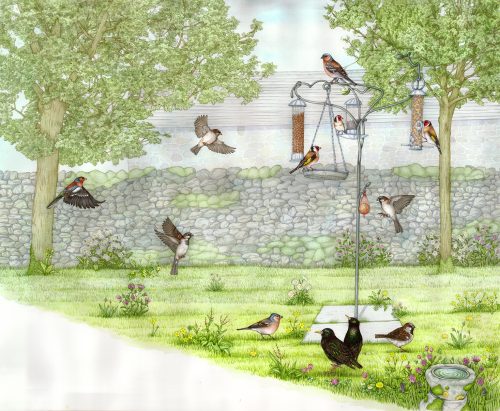 Garden birds natural history illustration by Lizzie Harper