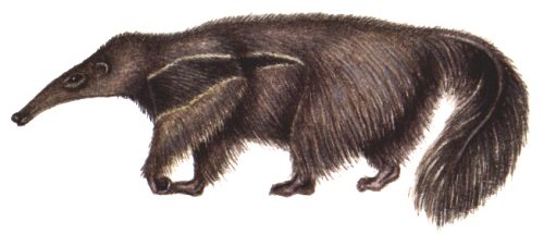 Giant anteater Myrmecophaga tridactyla natural history illustration by Lizzie Harper