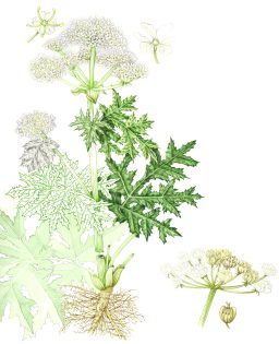 Giant hogweed Heracleum mantegazzianum sketchbook style